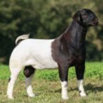 Black Boer Goats