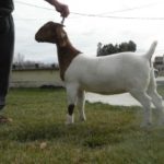 Menger Creek Boer Goats