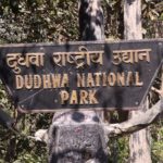 Dudhwa Royal Safari