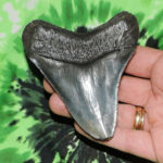 megalodon tooth for sale north carolina