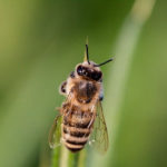 The Pest Control Expert You Can Trust For Bee Removal In Perth
