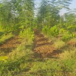 Agri Farms Developers in Visakhapatnam | Agri Farms Builders Vizag – Sree Kavitha Agri Farms