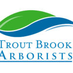 Trout Brook Tree