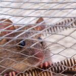 How to get rid of rats using home remedies?