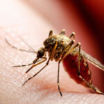 How does malaria affect the body systems? | Travel Vaccinations & Health Advice Service