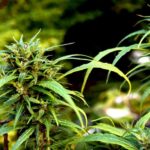 GROWING CANNABIS: GROW STAGES, WEEK-BY-WEEK GROWING GUIDELINES