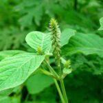 Achyranthes aspera flower online | Buy nayuruvi plant, leaf online