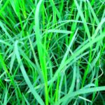 Arugampul powder online | Arugampul grass Online