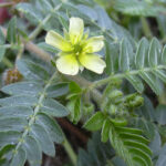 Tribulus terrestris gokhru online | Bada gokhru plant