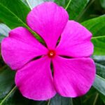 Nithyakalyani flower | Flower nithyakalyani | Buy catharanthus roseus flower