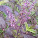 Tulsi plant stem online | Ocimum tenuiflorum | Tulsi herb