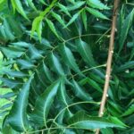 Buy neem leaves online | Neem leaves for sale | Neem Leaf