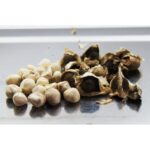 Moringa seedlings for sale | Moringa seed kernel