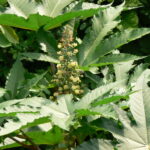 Ricinus communis flower and plant for sale | Amanakku leaf