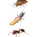 Pest Control Services in Brisbane | Termite Treatment Brisbane |iCarpet Clean and Pest Control