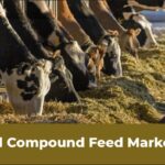 Compound Feed Market: Livestock Farming Trends 2024