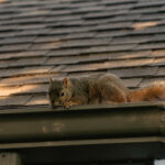 Squirrel Pest Control In Ottawa