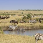 African Wildlife Safari